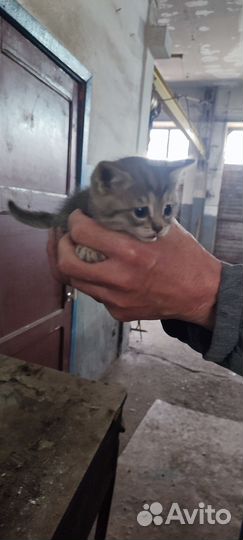 Отдам котят