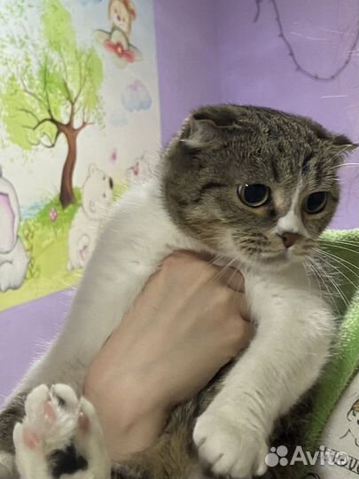 Вислоухая кошка