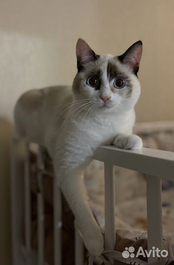 Кошка в добрые руки