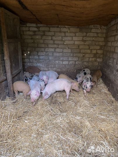 Поросята Ландрас Петрен и Дюрок