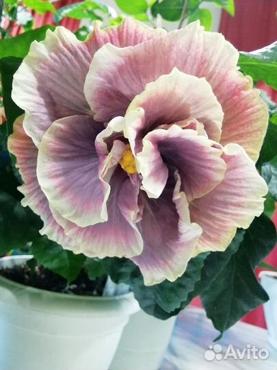 Прививка гибискуса LUV Cure For Ellness