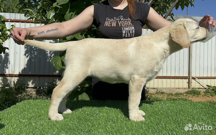 Щенки лабрадора