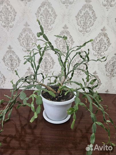 Комнатные цветы