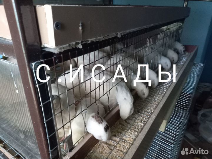 Перепела Техасские суточные, подрощенные