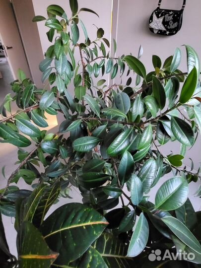 Цветы домашние в горшках