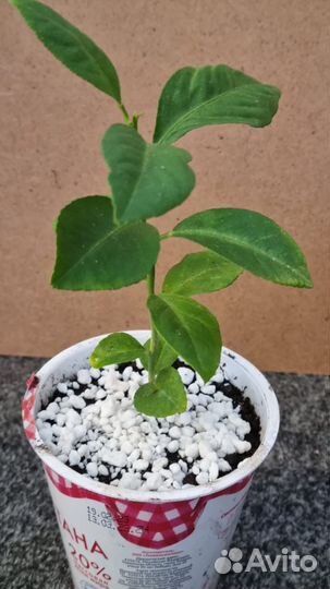 Павловский лимон