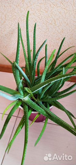 Комнатные цветы алоэ вера в горшке