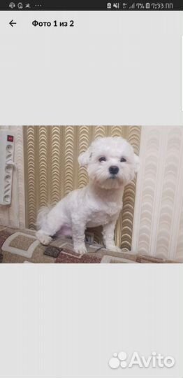 Мальтезе вязка мальчик