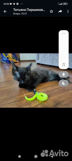 Черный котенок в добрые руки