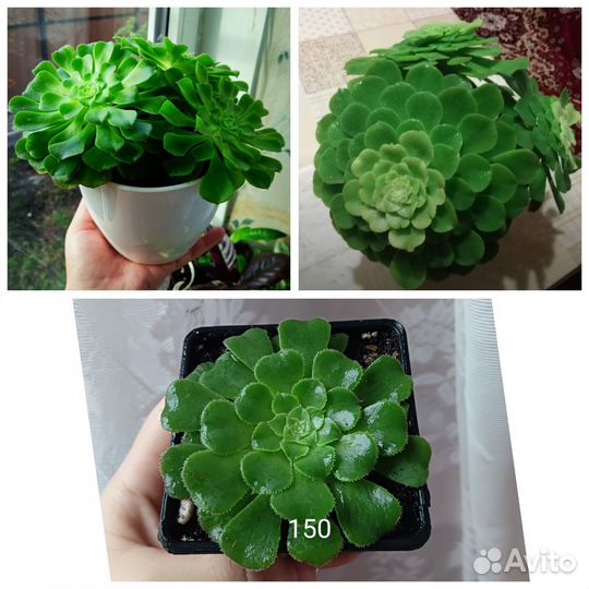 Комнатные растения, суккуленты