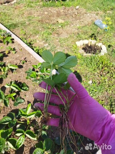 Рассада клубники Азия