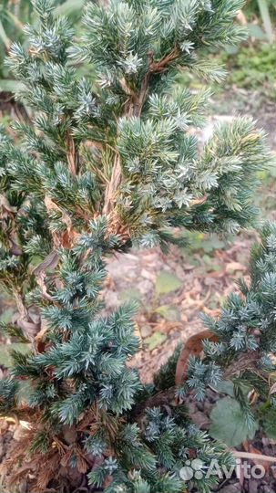 Растния для сада