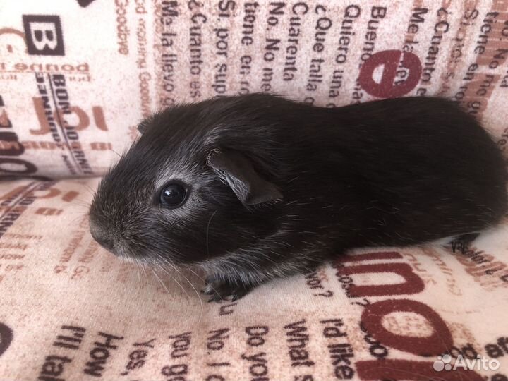 Морская свинка