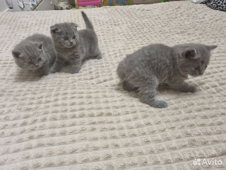 Шотландские котята