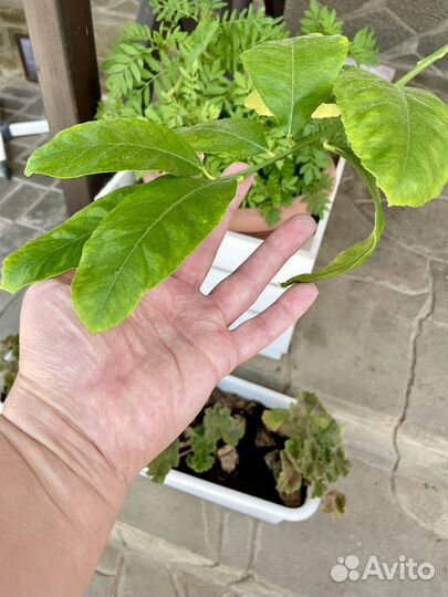 Лимон Мейера