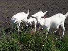 Зааненские козы и козачки объявление продам
