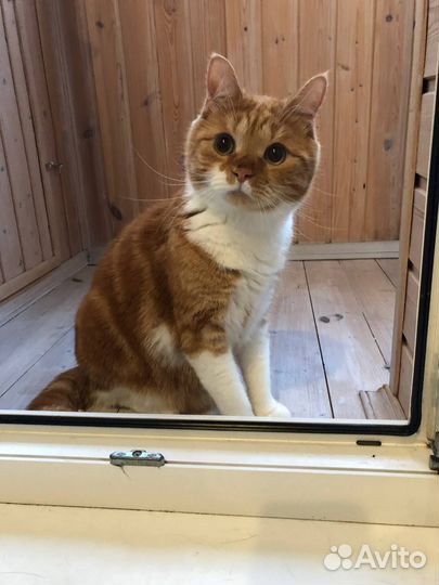 В добрые руки