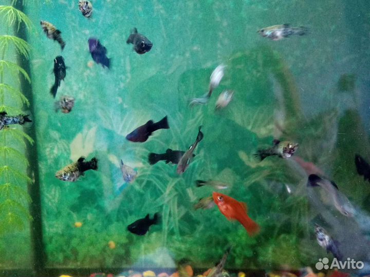 Рыбки, растения, улитки