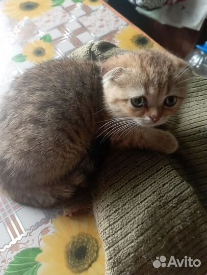 Шотландские котята