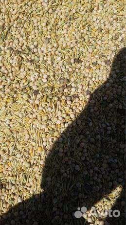 Зерносмесь. (Ячмень, овëс, горох)