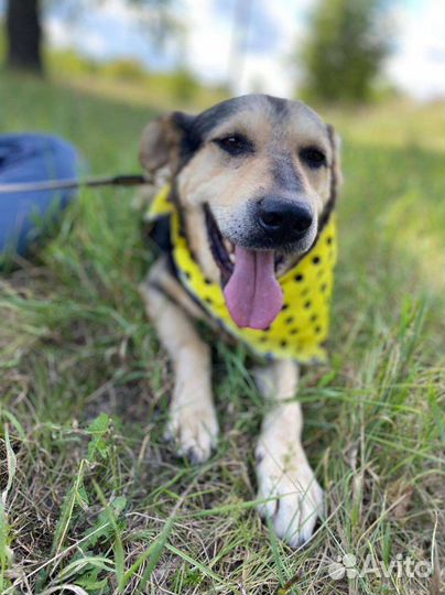 Собака в добрые руки