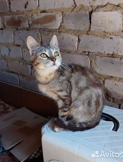 Кошка в добрые руки