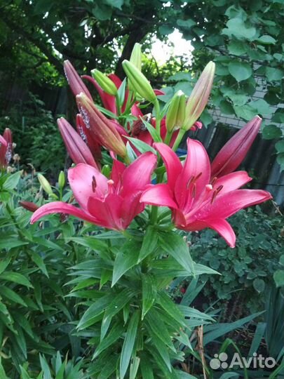 Аптения,Фиалка уличная, мелисса лимонная