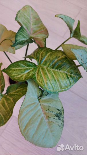 Триколор конффети