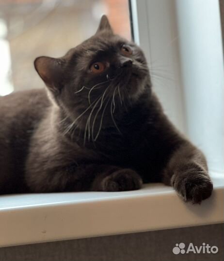 Британская кошка в дар