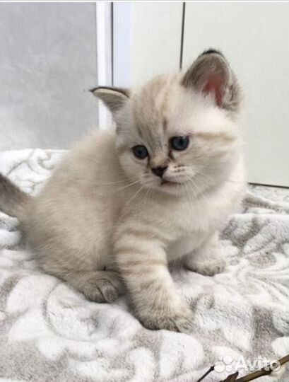 Котята тайские