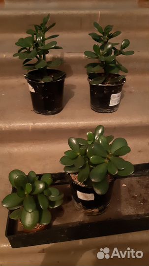 Крассула (денежное дерево)