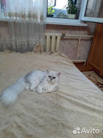 Персидская кошка вязка объявление продам