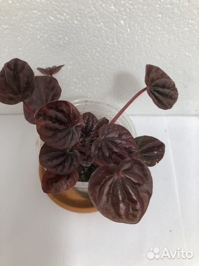 Пеперомия Шуми ред Санторини и др