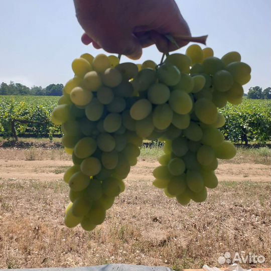 Виноград