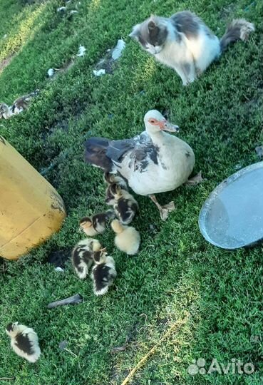 Индоутята с уточкой