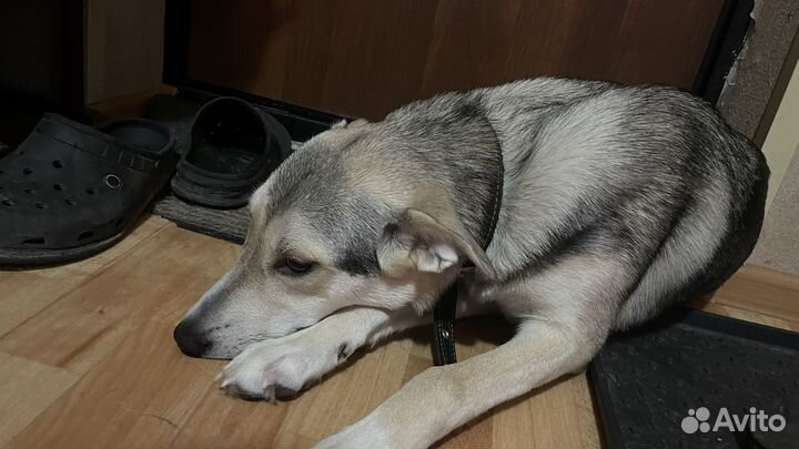 Собака в добрые руки