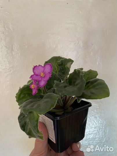 Цветущие сортовые фиалки