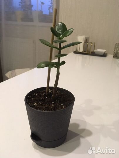 Толстянка, денежное дерево