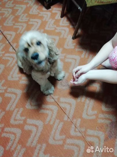 Кокер спаниель