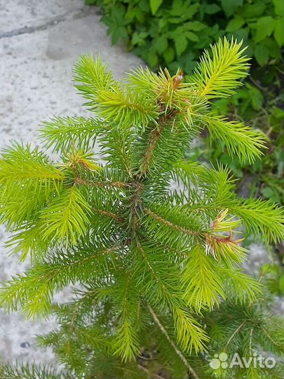 Ель ситхинская