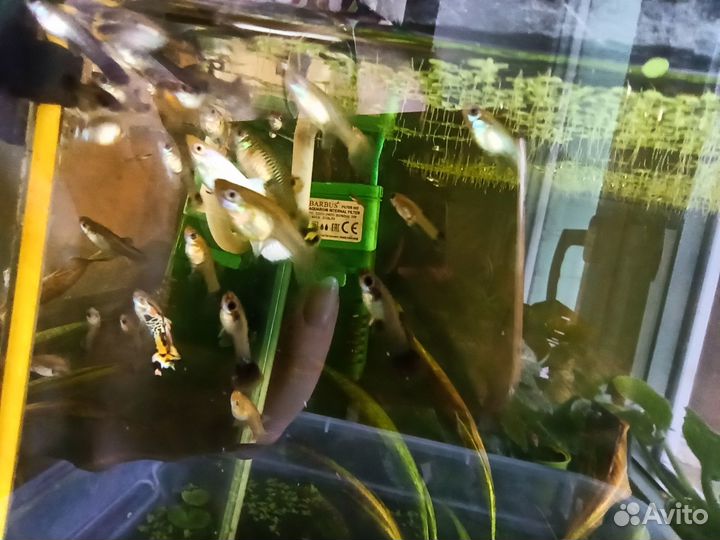 Готовые нано аквариумы 20л и куб с гуппи 30л