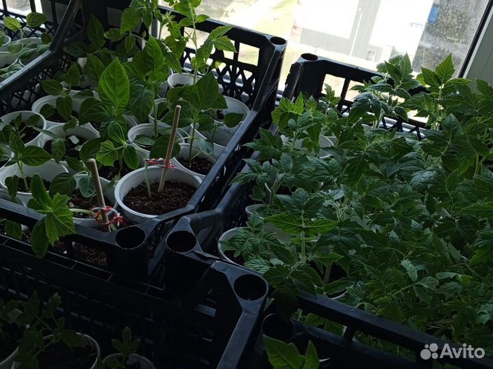 Рассада помидор, перца, огурцов, баклажан