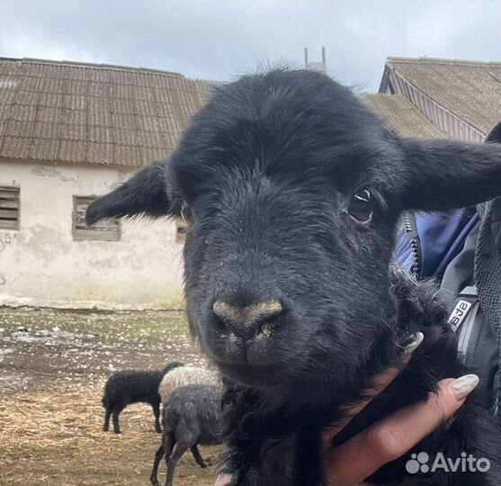 Овцы бараны ягнята оптом