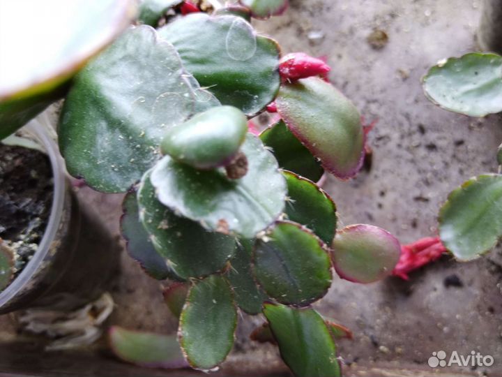 Декабрист красный