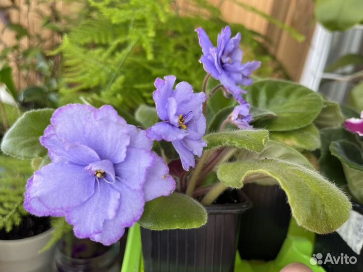 Сортовые фиалки,цветущие