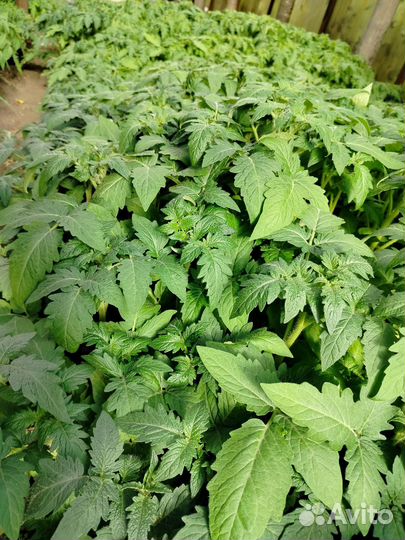 Рассада томатов