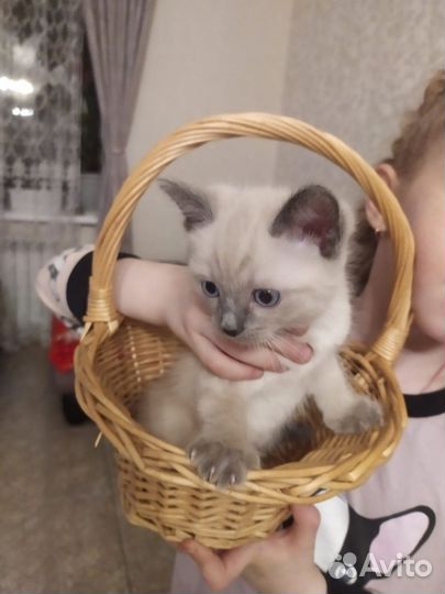 Тайские котята