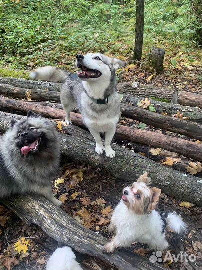 Дрессировка собак, передержка