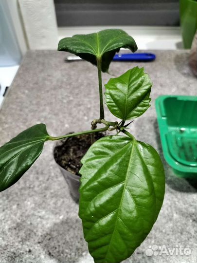 Гибискус китайская роза