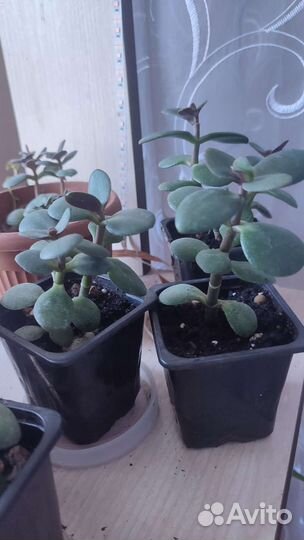 Суккуленты, толстянка денежное дерево
